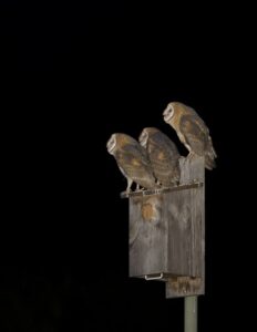 Owl-Cam Viewers Bereft as Nest Empties Image